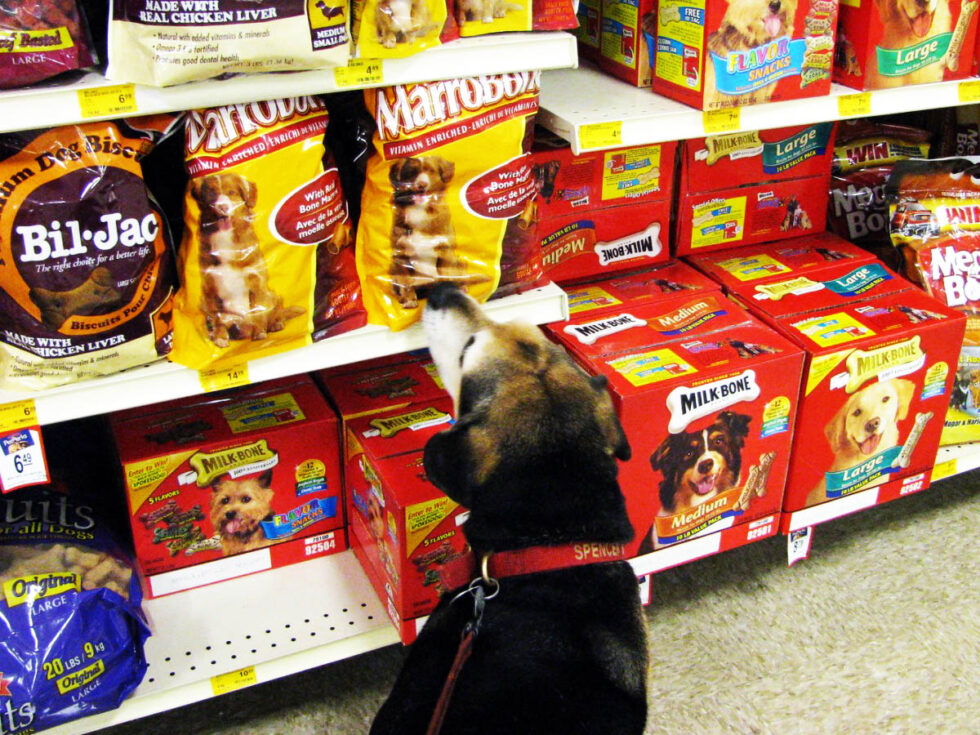 How to Create a Pet Store Business Plan Business and Plans